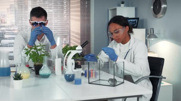 Zwarte vrouwelijke wetenschapper laten vallen meststof op blad en geven aan de hamster in chemie lab — Stockvideo