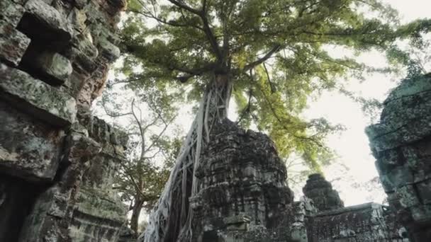 Angkor Wat Ficus Strangulosa Antiguas ruinas Khmer 4K — Vídeos de Stock