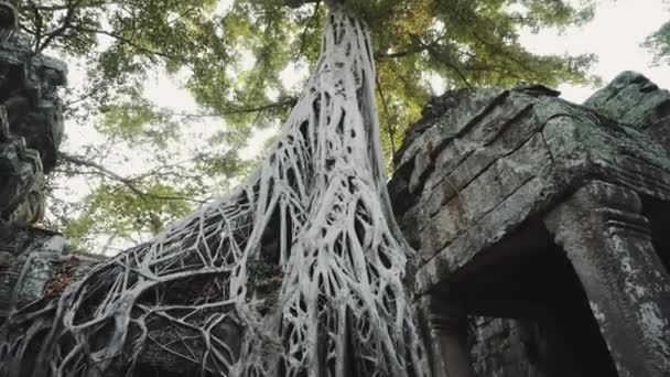 アンコールワット・フィカス｜古代クメール遺跡4K — ストック動画