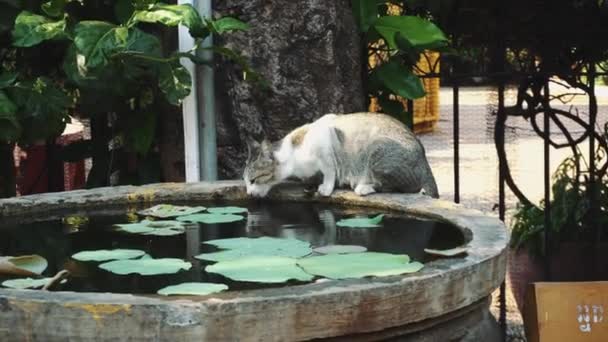 Cat πίνει νερό στο ναό της Καμπότζης — Αρχείο Βίντεο