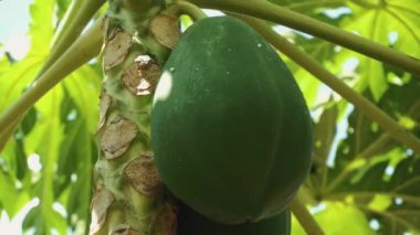 Papaya 'nın yeşil meyvesi bir ağaçta yetişir.