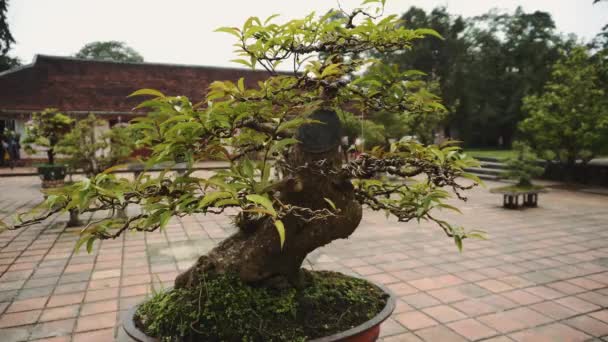 Ázsiai trópusi kert, Ninh Binh, Vietnam — Stock videók