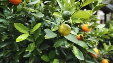 Mandarin ağacı. Vietnam, Asya