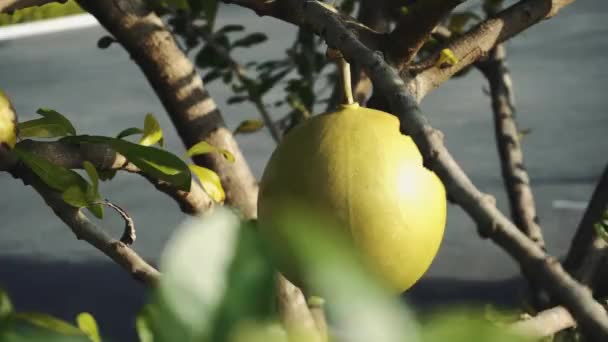 A zöld gyümölcs egy fán terem. — Stock videók