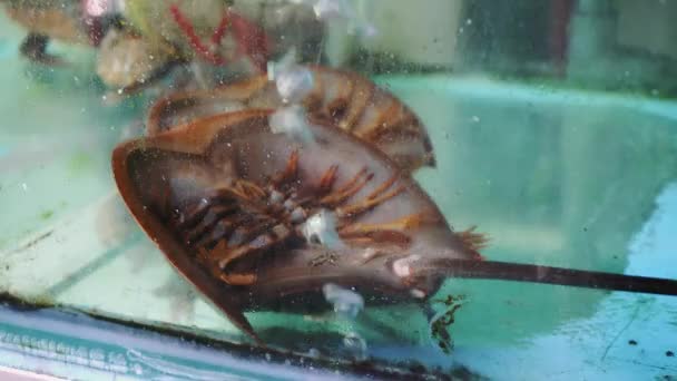 Krab vastgebonden in aquarium — Stockvideo
