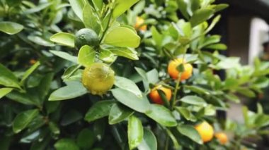 Mandarin ağacı. Vietnam, Asya