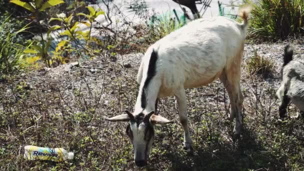 Cabras comem grama em uma clareira, Ásia — Vídeo de Stock