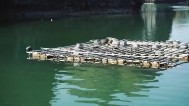 Ha Long Körfezi 'nde yüzen balıkçı köyü. Cat Ba Adası, Vietnam.