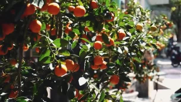 Les tangerines poussent sur un arbre. Vietnam, Asie — Video