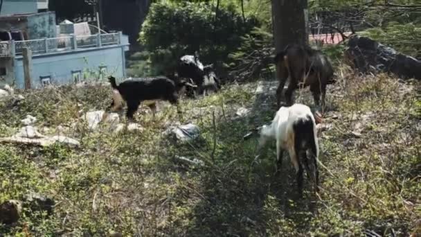 Goats eat grass in a clearing, Asia — Stock Video