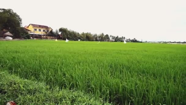 Όμορφο πράσινο χωράφι με ρύζι στο Μπαλί 4k — Αρχείο Βίντεο