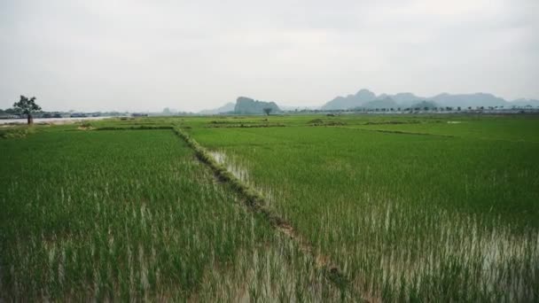 Зелене рисове поле і гори — стокове відео