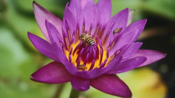 Beautiful lily flower, Asia — Stock Video