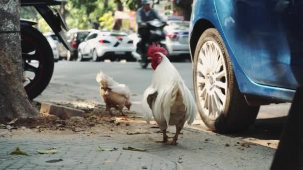 Pták chodí po ulicích velkoměsta. Hanoi. Vietnam. Asie — Stock video