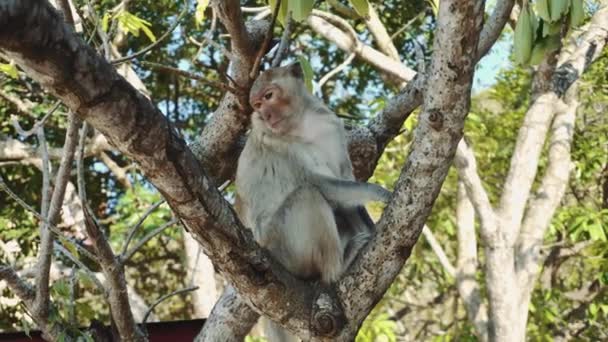 Mono sentado en el árbol — Vídeo de stock