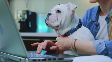 Bilgisayarda yazı yazarken kadınların dizlerinin üstünde oturan beyaz bulldog.