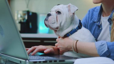 Bilgisayarda yazı yazarken kadınların dizlerinin üstünde oturan beyaz bulldog.