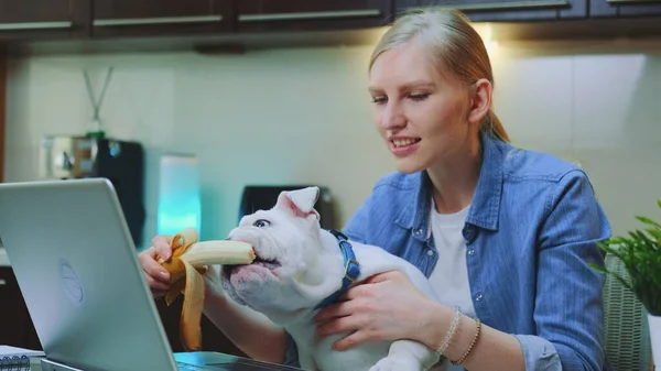Muz yiyen sevimli bulldog bilgisayarın önünde kadınların dizlerinin üzerinde oturuyor.