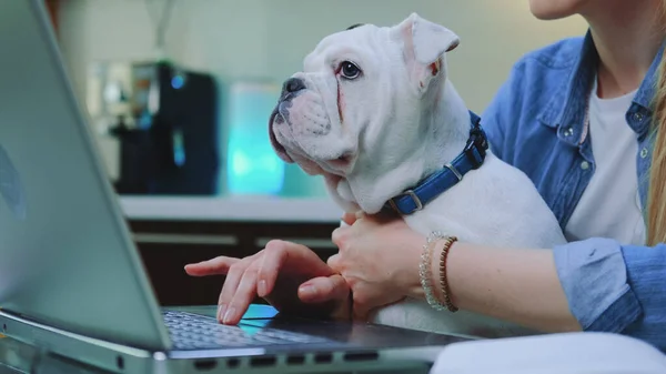 Bilgisayarda yazı yazarken kadınların dizlerinin üstünde oturan beyaz bulldog.