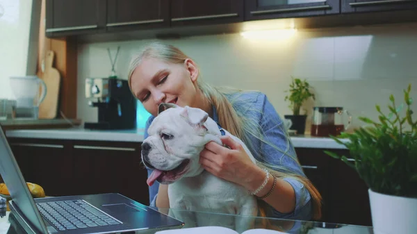Mutfakta dizüstü bilgisayarın önünde oturan buldog köpeğinin boynunu tırmalayan mutlu sarışın kadın.