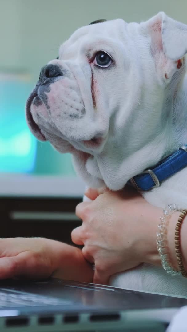 Vertikales Video: Weiße Bulldogge sitzt auf den Knien einer Frau, während sie am Computer tippt — Stockvideo