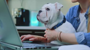 Bilgisayarda yazı yazarken kadınların dizlerinin üstünde oturan beyaz bulldog.