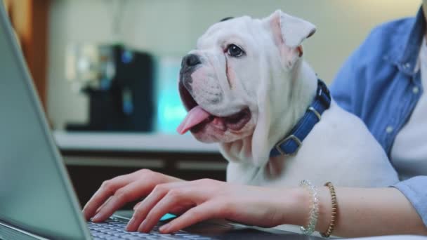 Mulher trabalhando remotamente no computador com cachorro bulldog de joelhos — Vídeo de Stock