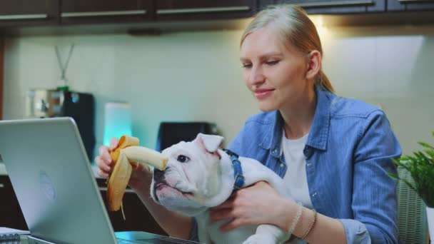 Roztomilý buldok jíst banán sedí na ženských kolenou před počítačem — Stock video