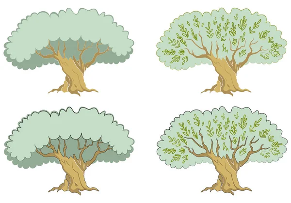 Pojedyncze zielone drzewo oliwne z odizolowanymi na białym tle gałęziami. — Wektor stockowy