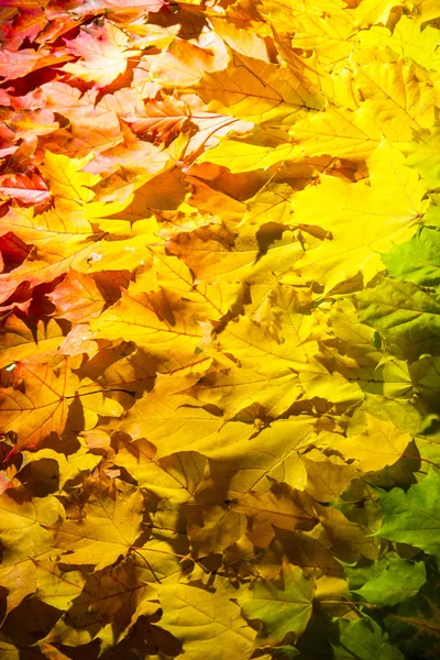 Gradient autumn leaves background. Outdoor. Colorful backround image of fallen autumn leaves — Stock Photo, Image