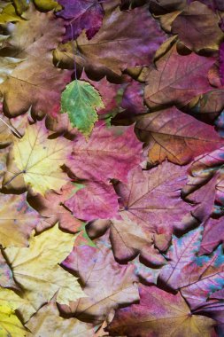 Kırmızı ve turuncu sonbahar arka plan bırakır. Açık. Düşmüş sonbahar yaprakları renkli backround görüntü