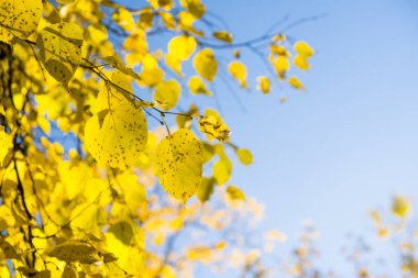 Sarı sonbahar yaprakları arka planda. Açık hava..
