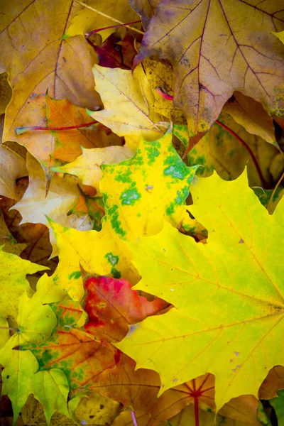 Red and orange autumn leaves background. Outdoor. Colorful backround image of fallen autumn leaves — Stock Photo, Image