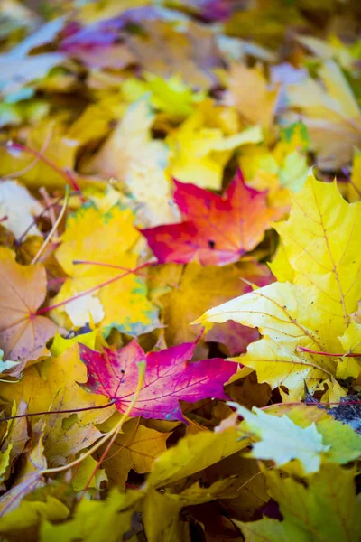 Red and orange autumn leaves background. Outdoor. Colorful backround image of fallen autumn leaves — Stock Photo, Image