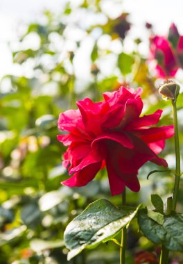 Bahçedeki çalıların üzerinde yeşil yapraklı kırmızı güller.