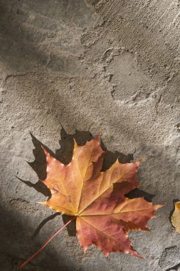 Asfalt üzerinde turuncu akçaağaç yaprak