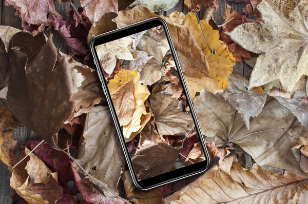 Mobiele Telefoon Met Foto Van Daling Van Droge Bladeren — Stockfoto