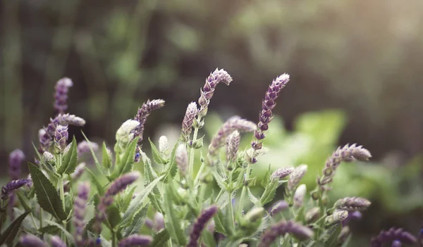 Fleurs pourpres en fleurs — Photo