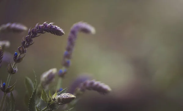 Fleurs pourpres en fleurs — Photo