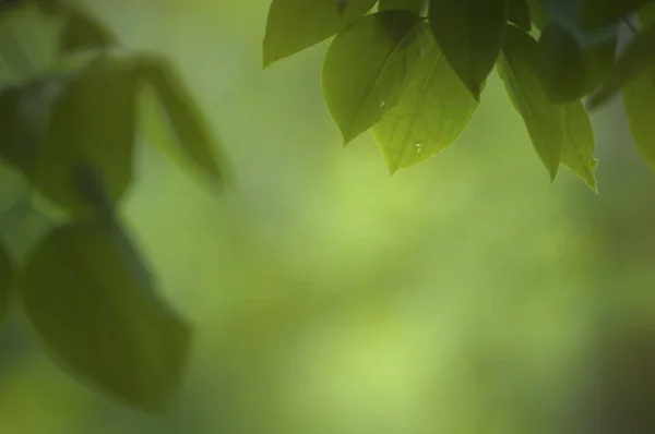 Verschwommener Laubhintergrund — Stockfoto