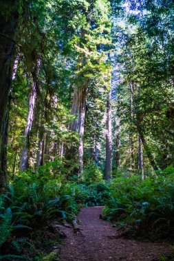 Dev sekoya ağacı Redwoods ulusal ve Eyalet Parkı içinde