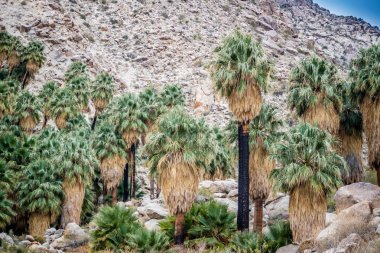 Joshua Tree Ulusal Parkı 'nda Joshua Trees