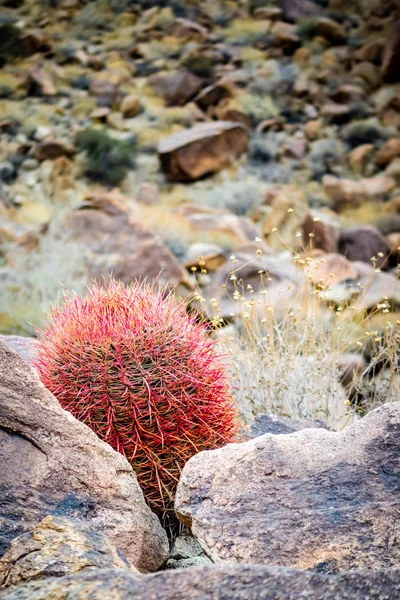 Different Kind Cactus Known Ferocactus Cylindraceus Joshua National Park — Stock Photo, Image