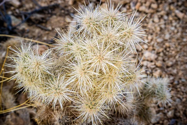 Teddy Bear Cholla Cactus Joshua Tree National Park — Stock Photo, Image