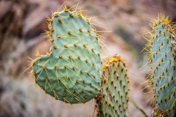 Cactus Desert Joshua Tree National Park — Stock Photo, Image