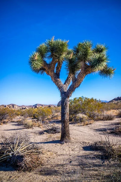 Joshua Trees Joshua Tree Nationalpark — Stockfoto