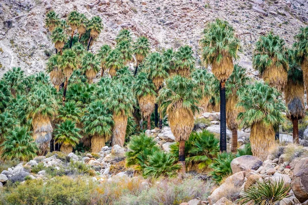 Joshua Tree Ulusal Parkı Nda Joshua Trees — Stok fotoğraf