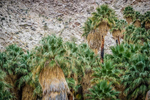 Joshua Tree Ulusal Parkı Nda Joshua Trees — Stok fotoğraf