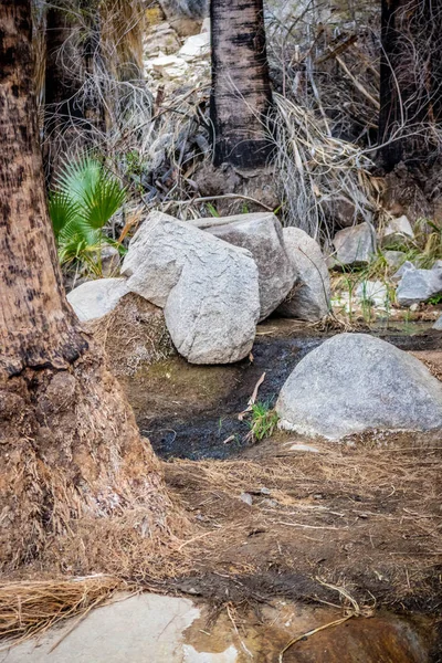 Oase Woestijn Van Joshua Tree National Park — Stockfoto