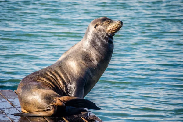 Leone Marino Della California San Francisco California — Foto Stock